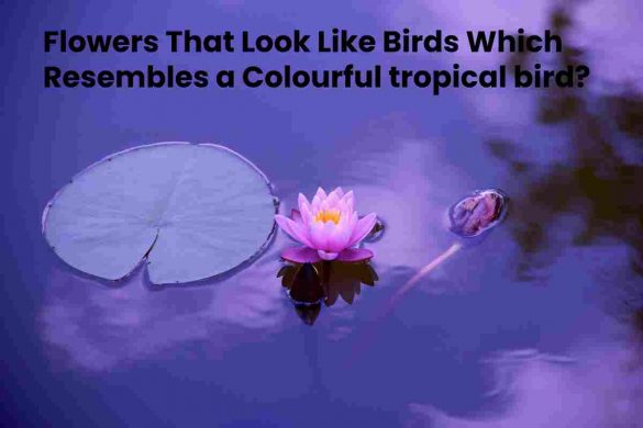 Flowers That Look Like Birds Which Resembles a Colourful tropical bird?