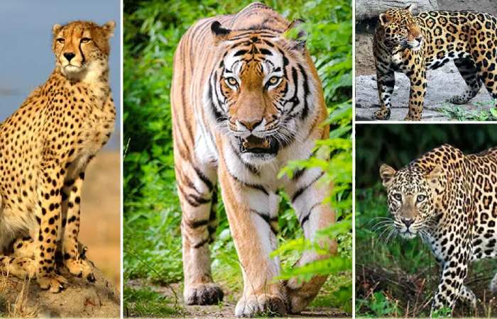 Characteristics of Predators