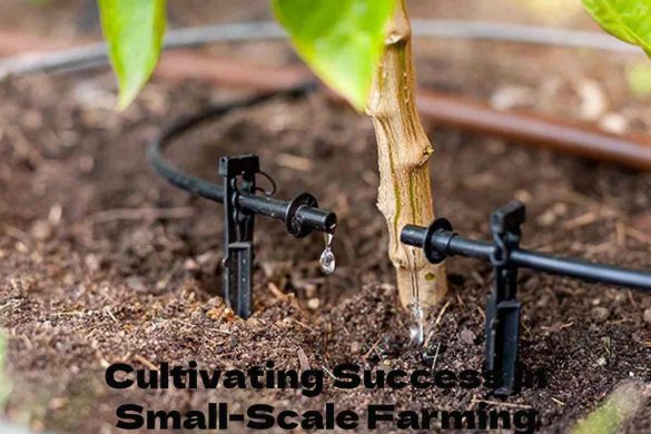 Cultivating Success in Small-Scale Farming