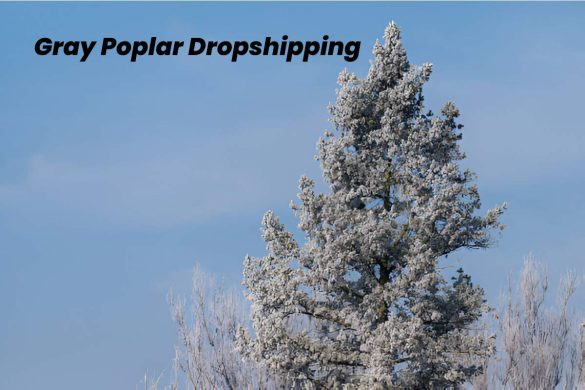 Gray Poplar Dropshipping